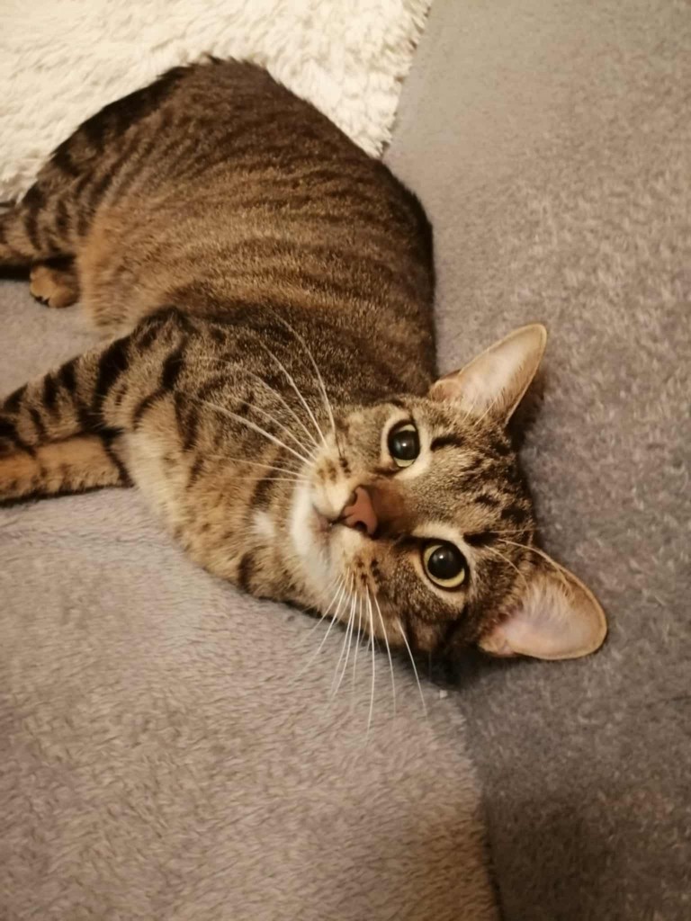 Adoptusie. Sila - w domu :)