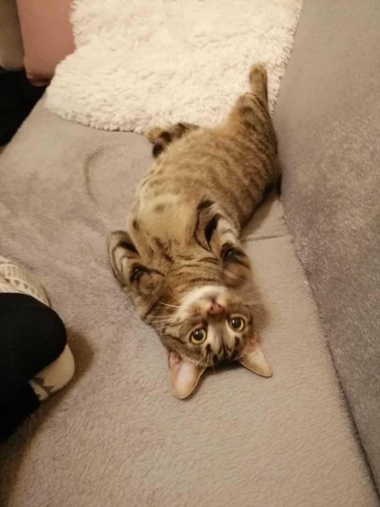 Adoptusie. Sila - w domu :)