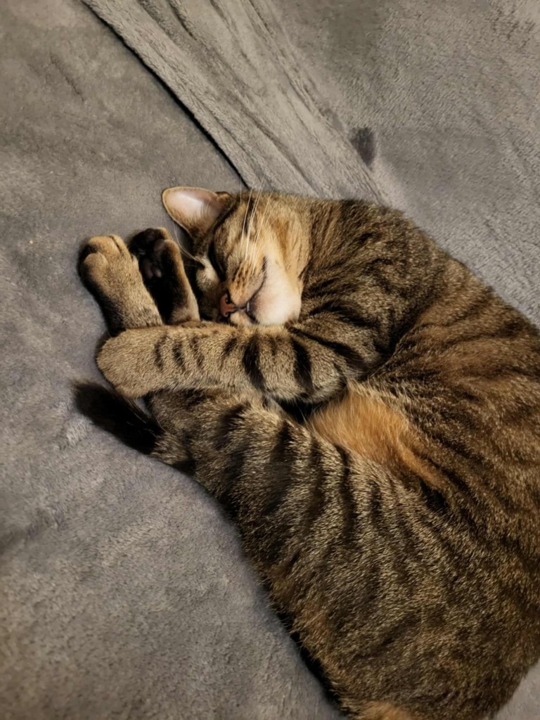 Adoptusie. Sila - w domu :)