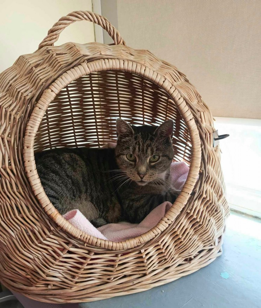 Maniek, Rufus i Jasiek - w domach :)