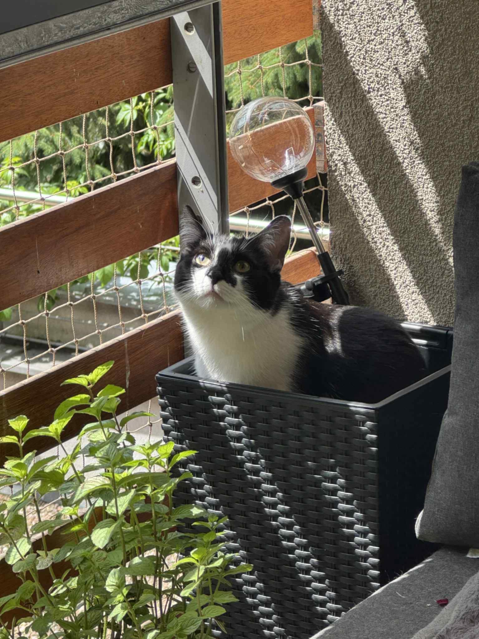 Adoptusie. KOPCIUSZEK - w domu :)