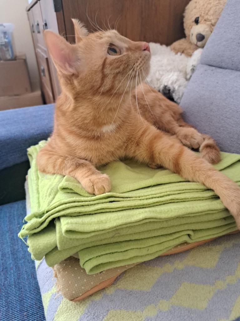 Adoptusie. Simba - w domu :)