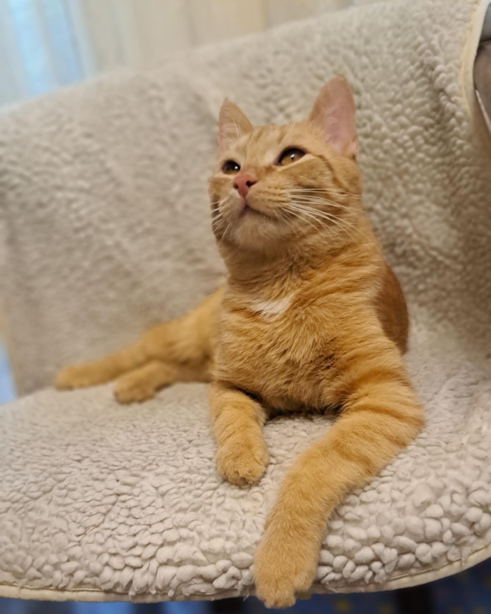 Adoptusie. Simba - w domu :)