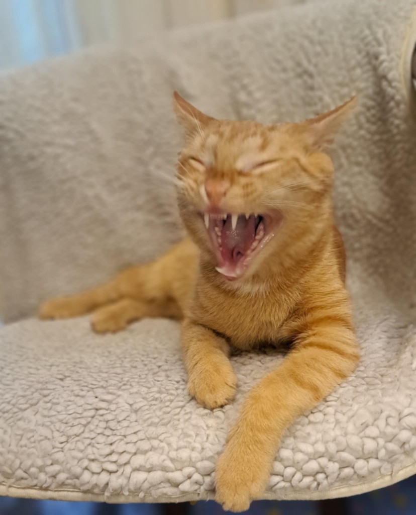 Adoptusie. Simba - w domu :)