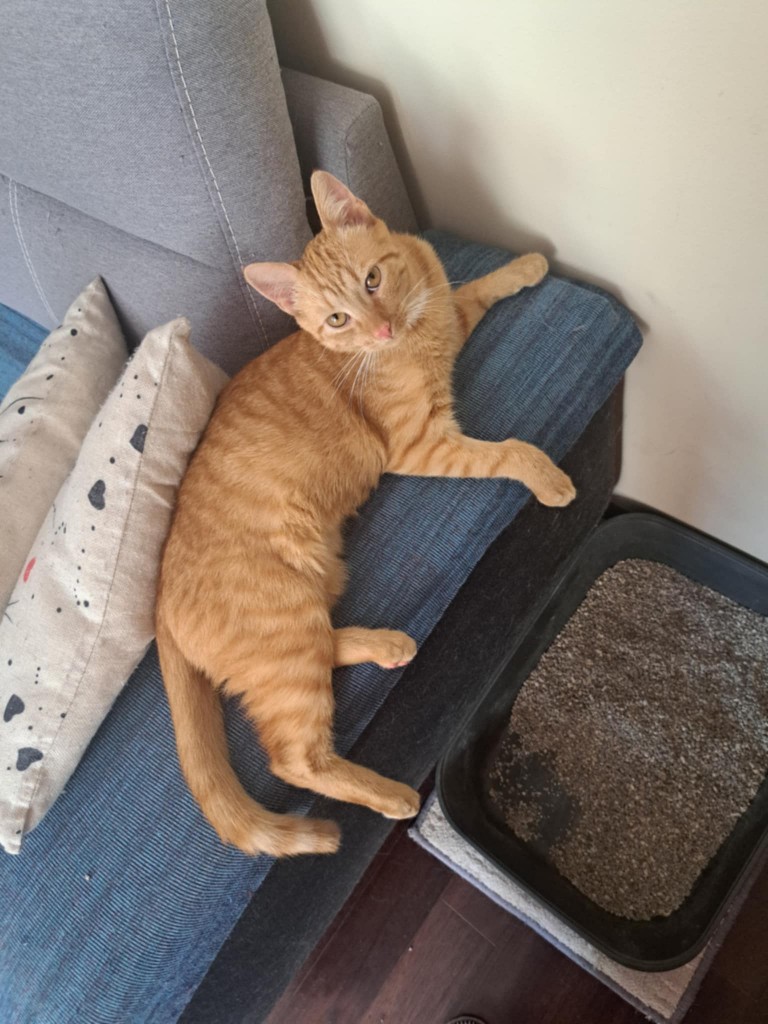Adoptusie. Simba - w domu :)
