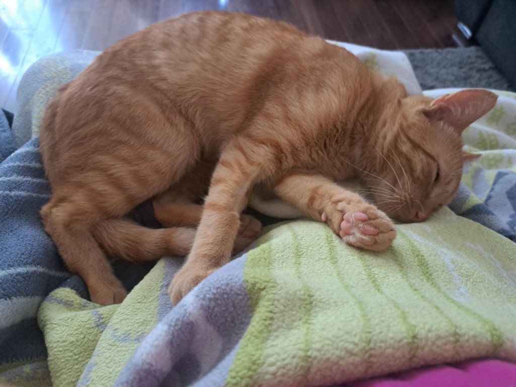 Adoptusie. Simba - w domu :)