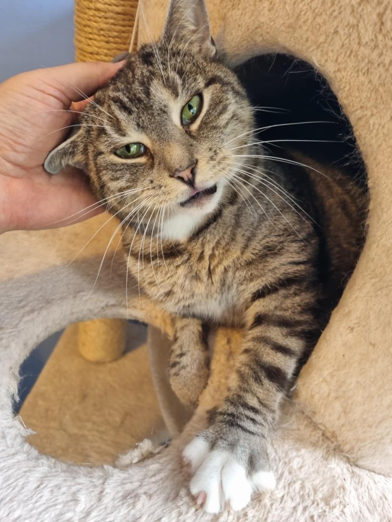 Adoptusie. Rufus - w domu :)