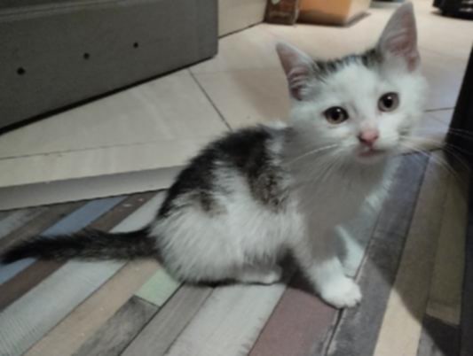 Adoptusie. Bakuś - w domu :)