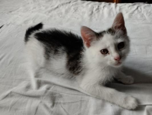 Adoptusie. Bakuś - w domu :)