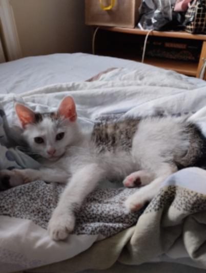 Adoptusie. Bakuś - w domu :)