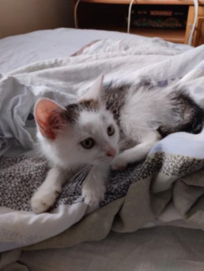 Adoptusie. Bakuś - w domu :)