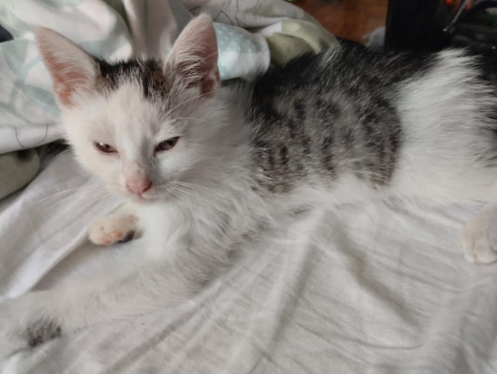 Adoptusie. Bakuś - w domu :)