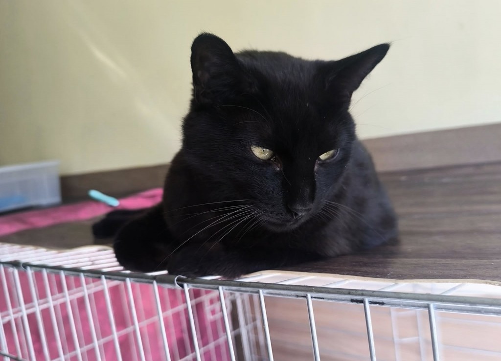 Adoptusie. Basia i Piotruś - w domu :)