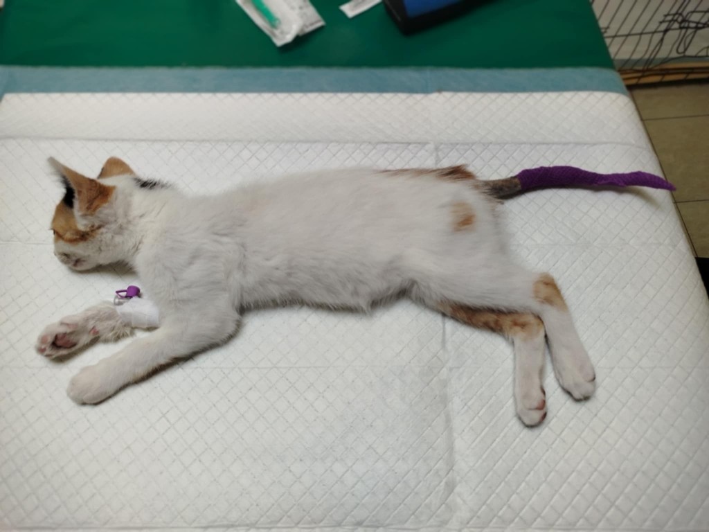 Kangu – zakończyła rehabilitację