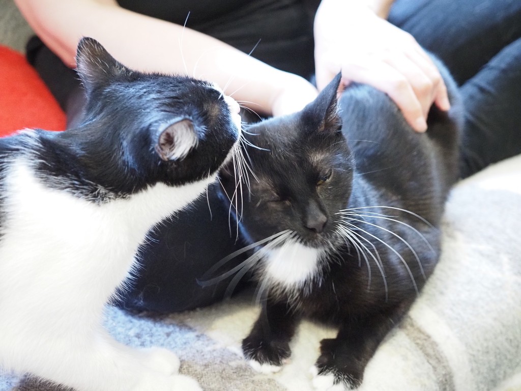 Adoptusie. Albercik i Maksio – w domu :)