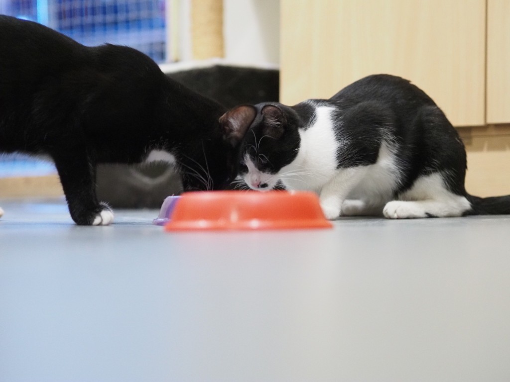 Adoptusie. Albercik i Maksio – w domu :)