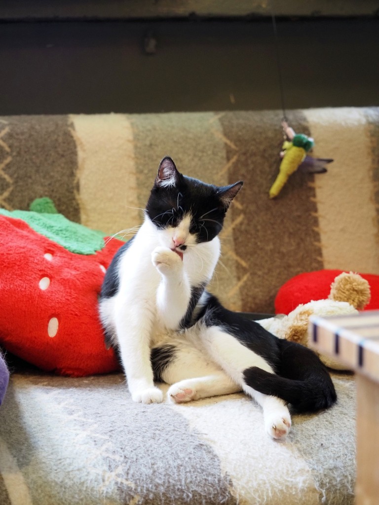 Adoptusie. Albercik i Maksio – w domu :)