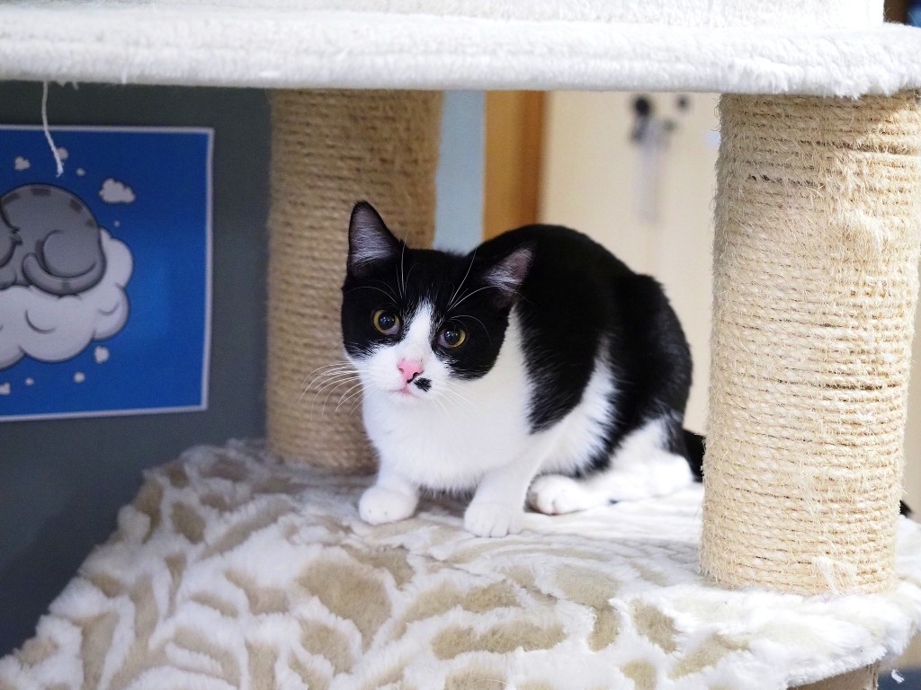 Adoptusie. Albercik i Maksio – w domu :)
