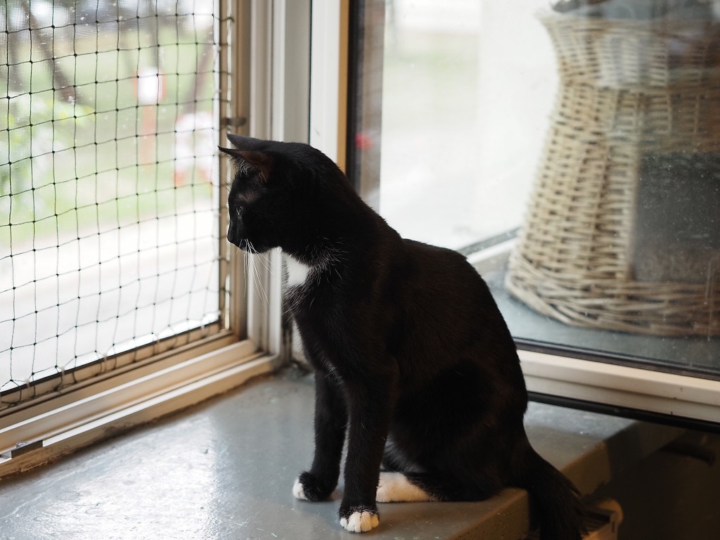 Adoptusie. Albercik i Maksio – w domu :)