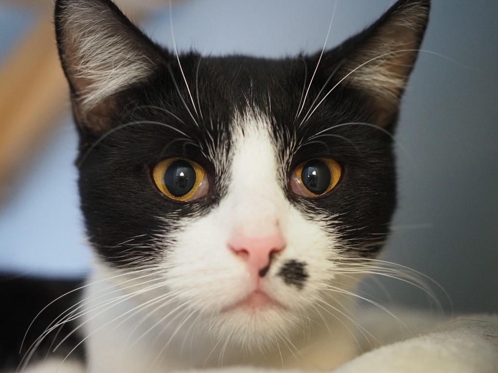 Adoptusie. Albercik i Maksio – w domu :)