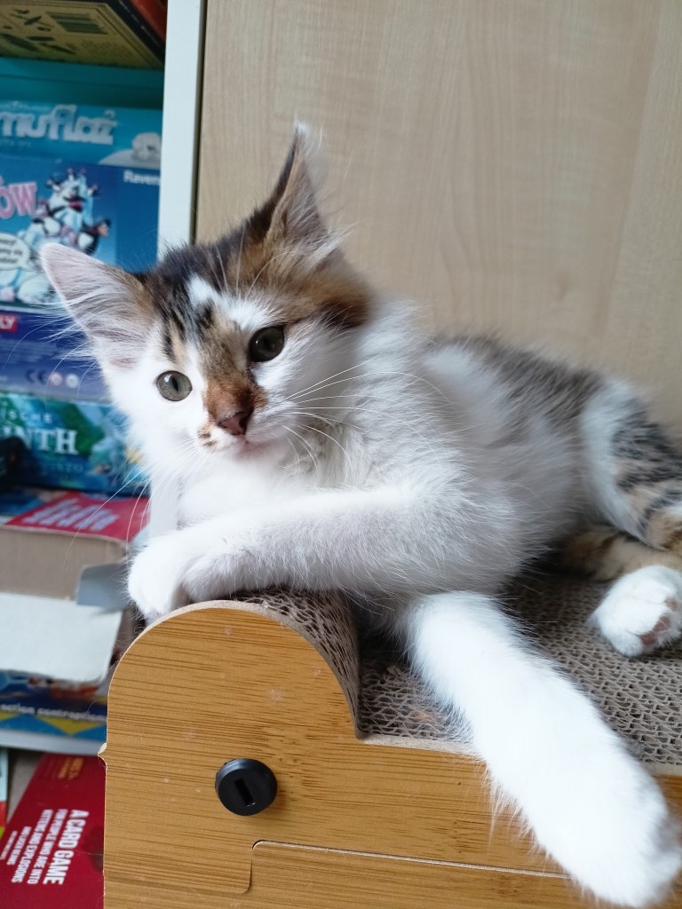 Sabinka, Sarusia i Sam. Sabinka i Sam w domu :)