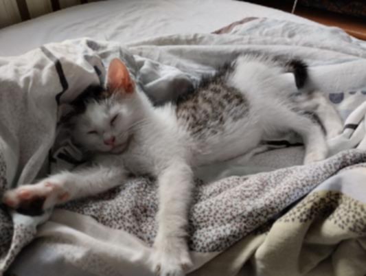 Adoptusie. Bakuś - w domu :)