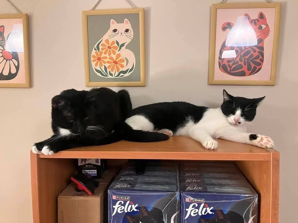 Adoptusie. Albercik i Maksio – w domu :)