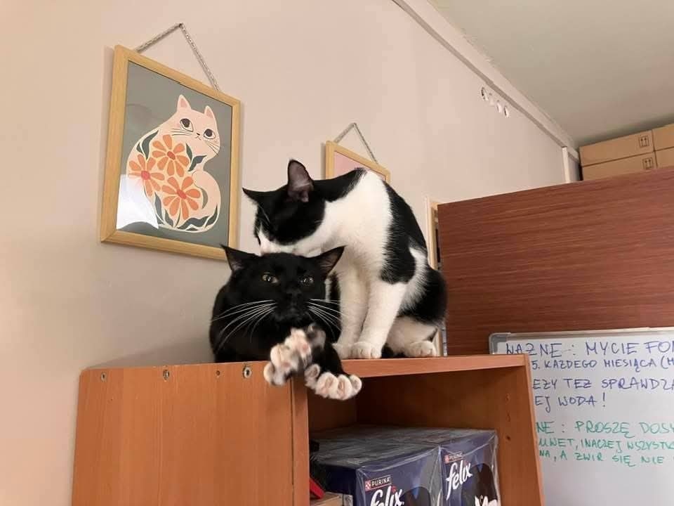 Adoptusie. Albercik i Maksio – w domu :)