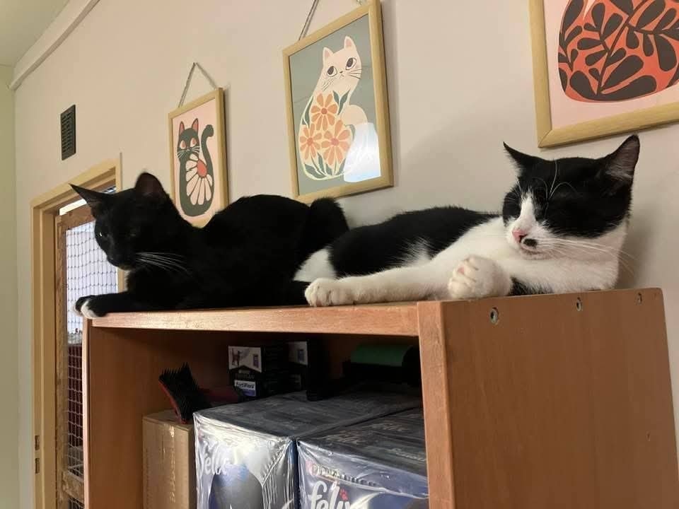 Adoptusie. Albercik i Maksio – w domu :)