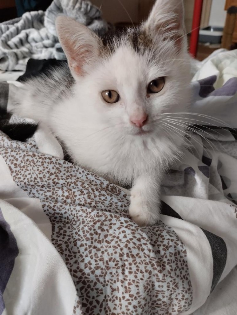 Adoptusie. Bakuś - w domu :)