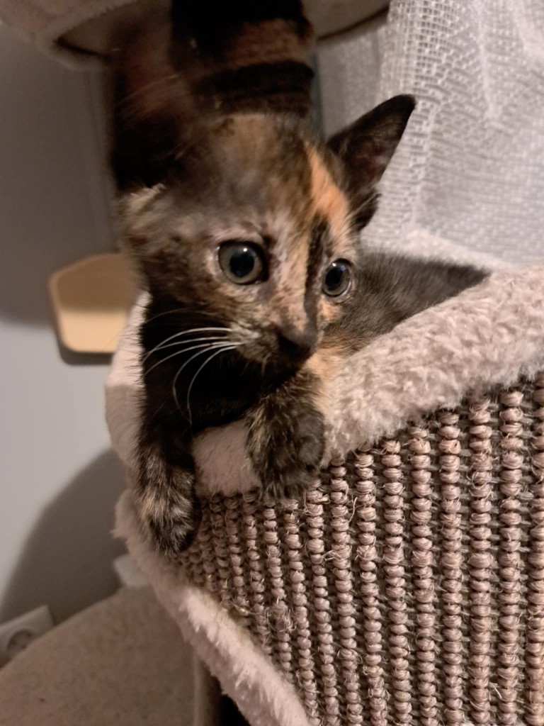 Adoptusie. Emi - adoptowana