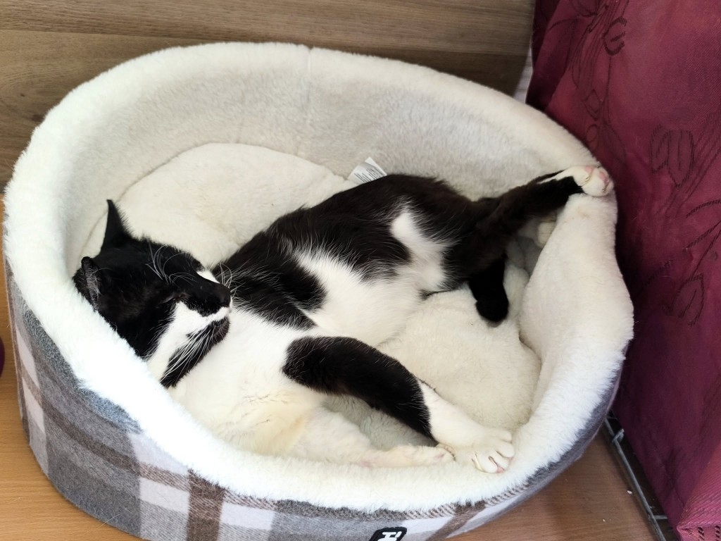 Adoptusie. Hamlet – w domu :)