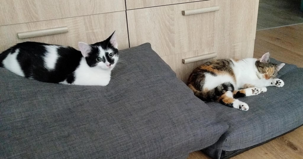 Sabinka, Sarusia i Sam. Sabinka i Sam w domu :)