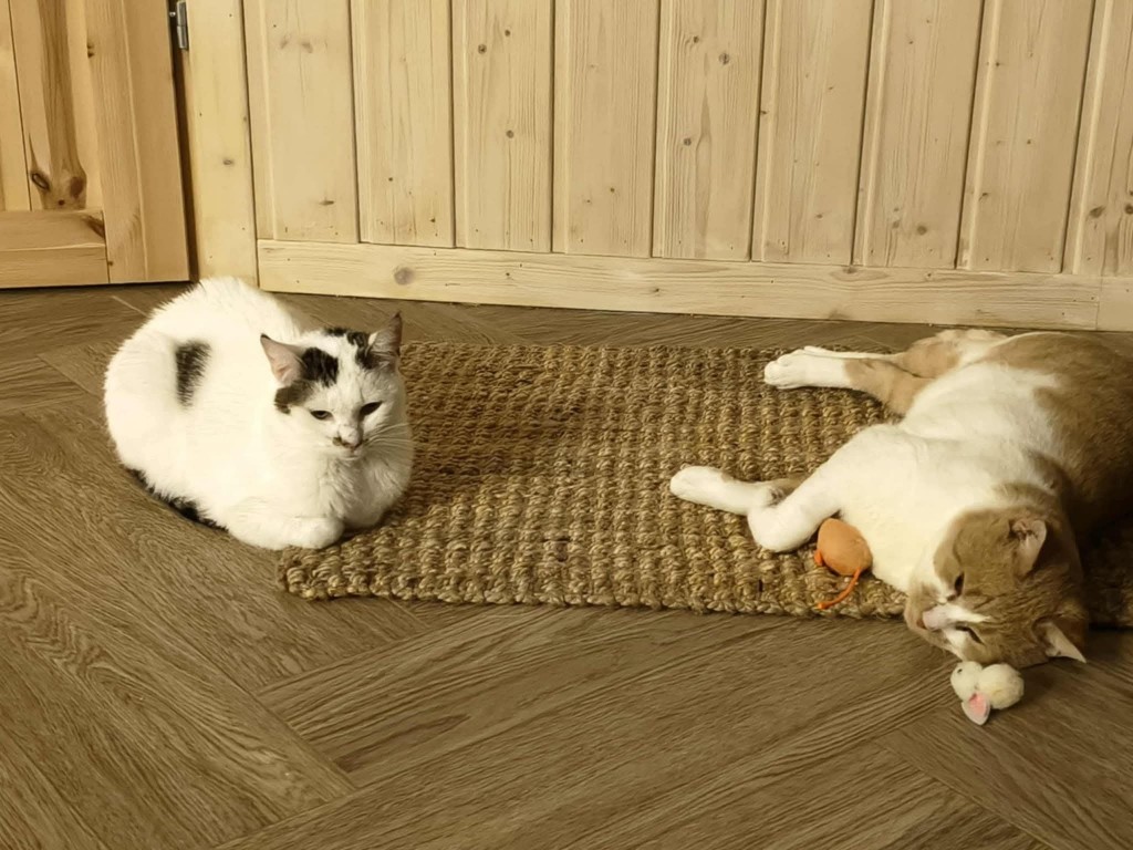 Waldi - doświadczony przez życie koci senior w potrzebie. Pomóżcie ❤
