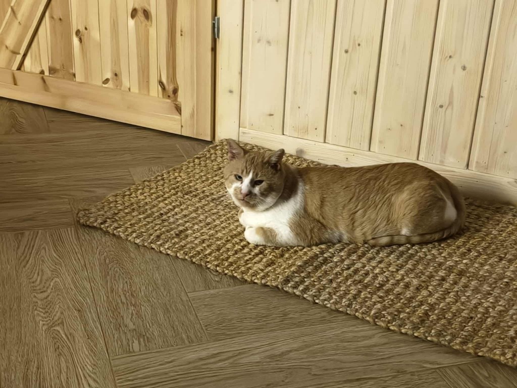 Waldi - doświadczony przez życie koci senior w potrzebie. Pomóżcie ❤