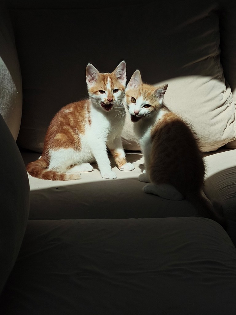 Adoptusie. Lotek - w domu :)