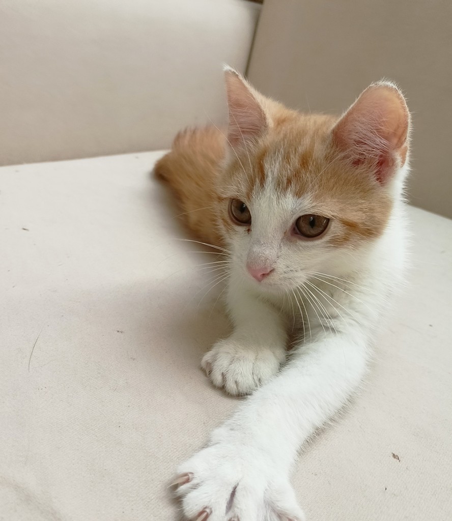 Adoptusie. Nielot - w domu :)