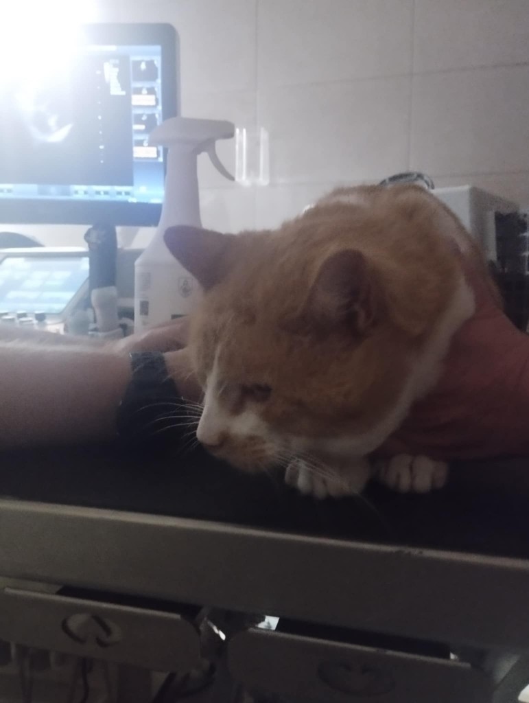 Waldi - doświadczony przez życie koci senior w potrzebie. Pomóżcie ❤