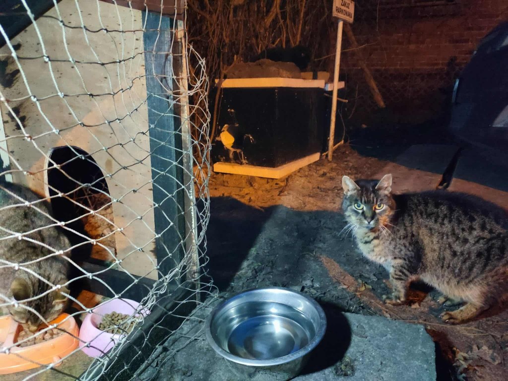 Zbiórka karmy dla kotów wolno żyjących…