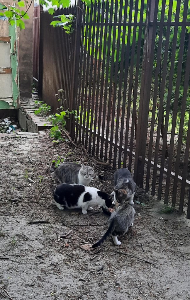 Zbiórka karmy dla kotów wolno żyjących…