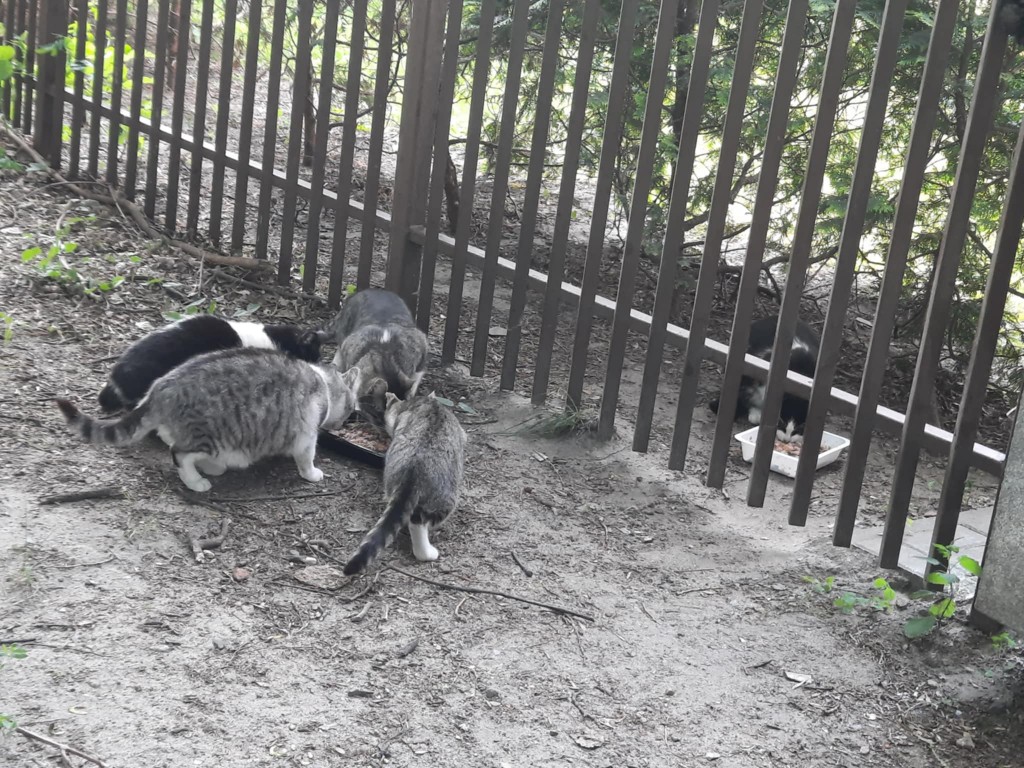 Zbiórka karmy dla kotów wolno żyjących…