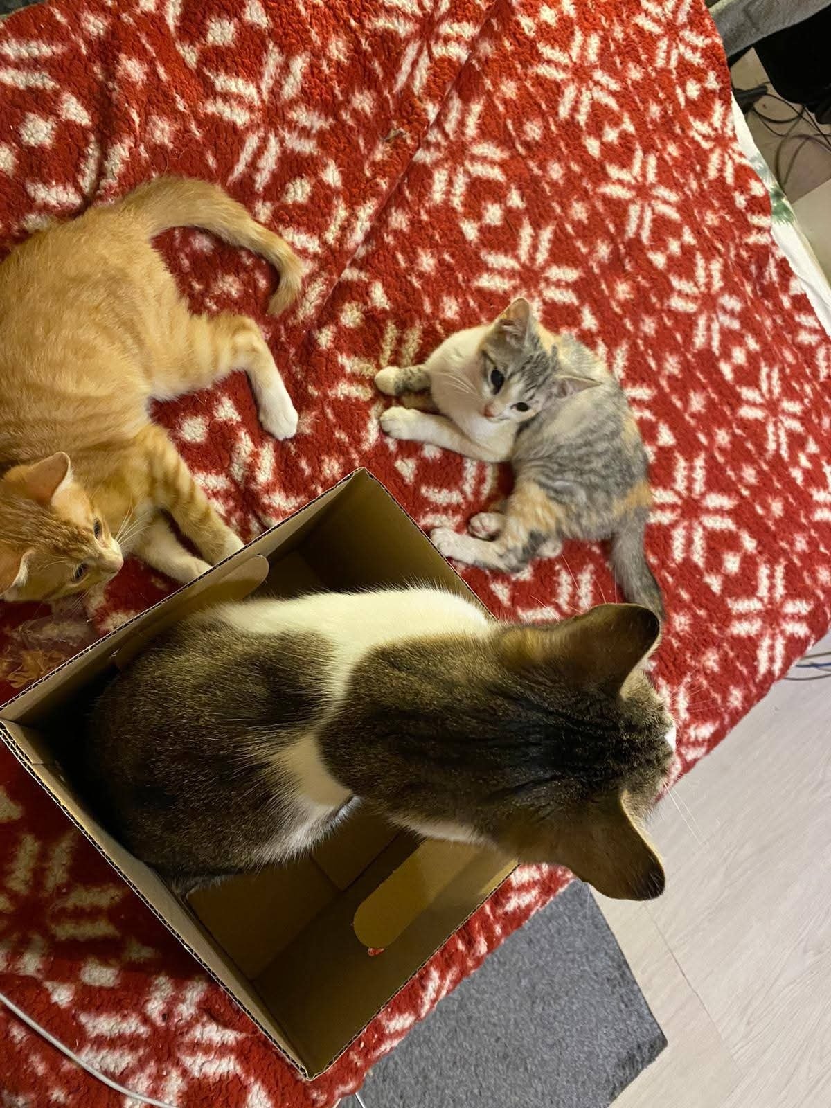 Poki i Lima adoptowane :)