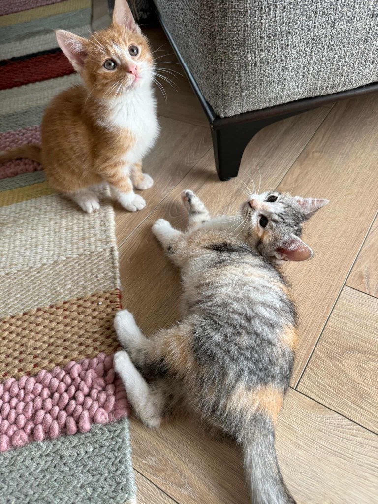 Adoptusie. Poki i Lima - w domach :)