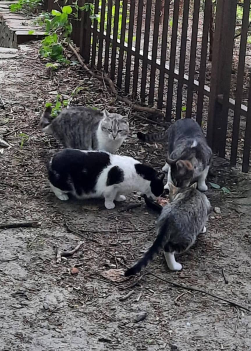 Kochani, bardzo Was prosimy o wsparcie na zakup karmy dla kotów wolno żyjących ❤