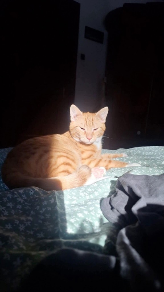Pipi i Meni