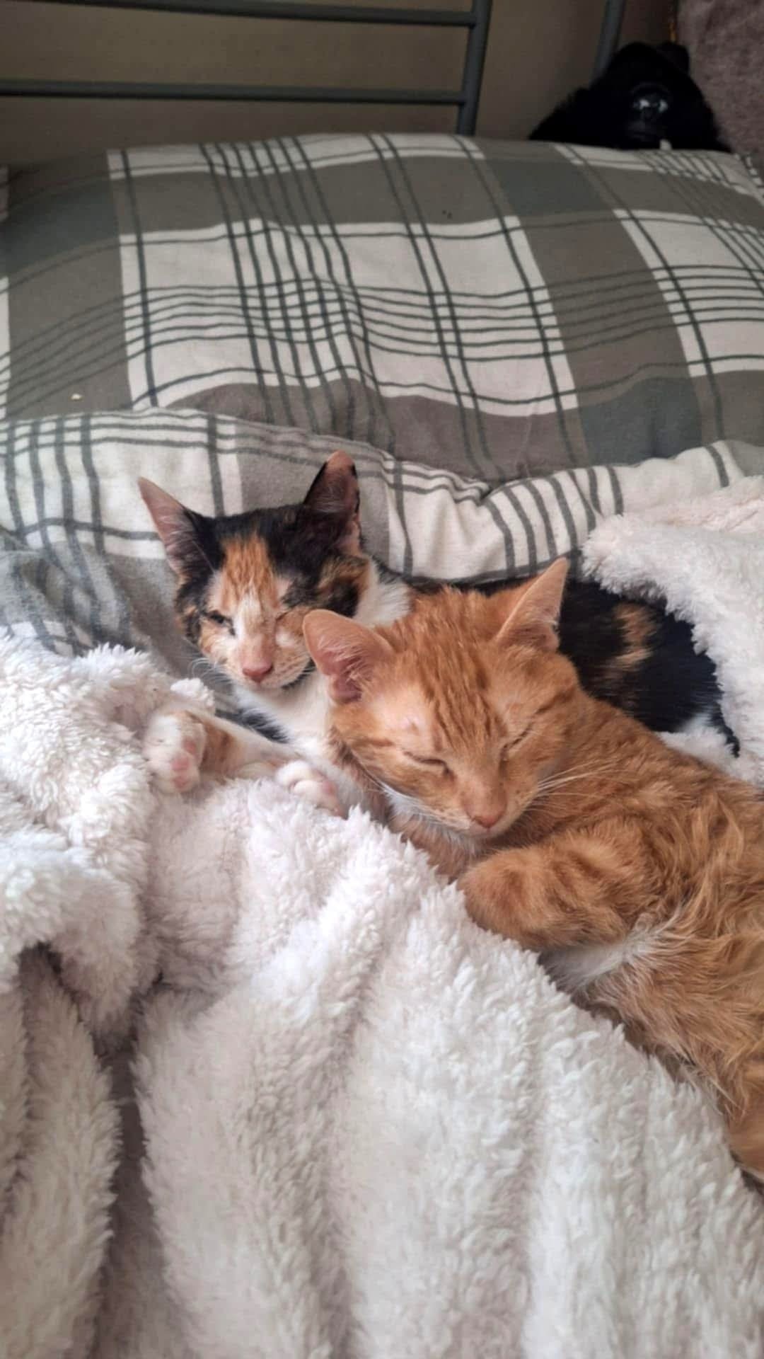 Pipi i Meni