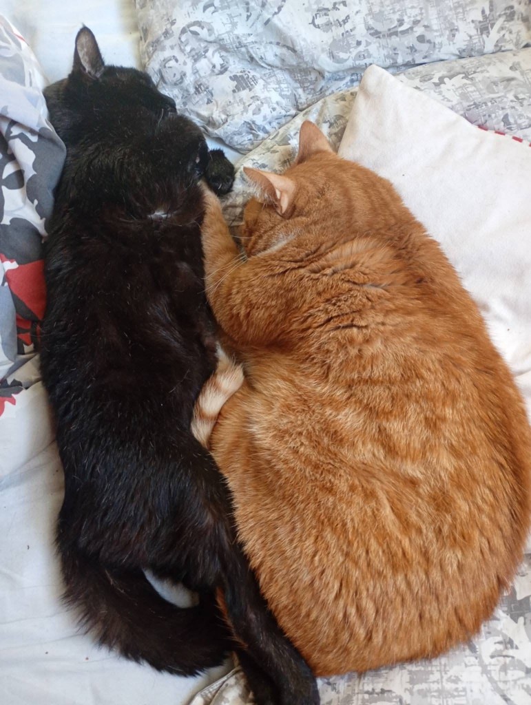 Miluś z niedowładem prosi o wsparcie ❤