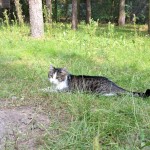 IMG-20251103-WA0018