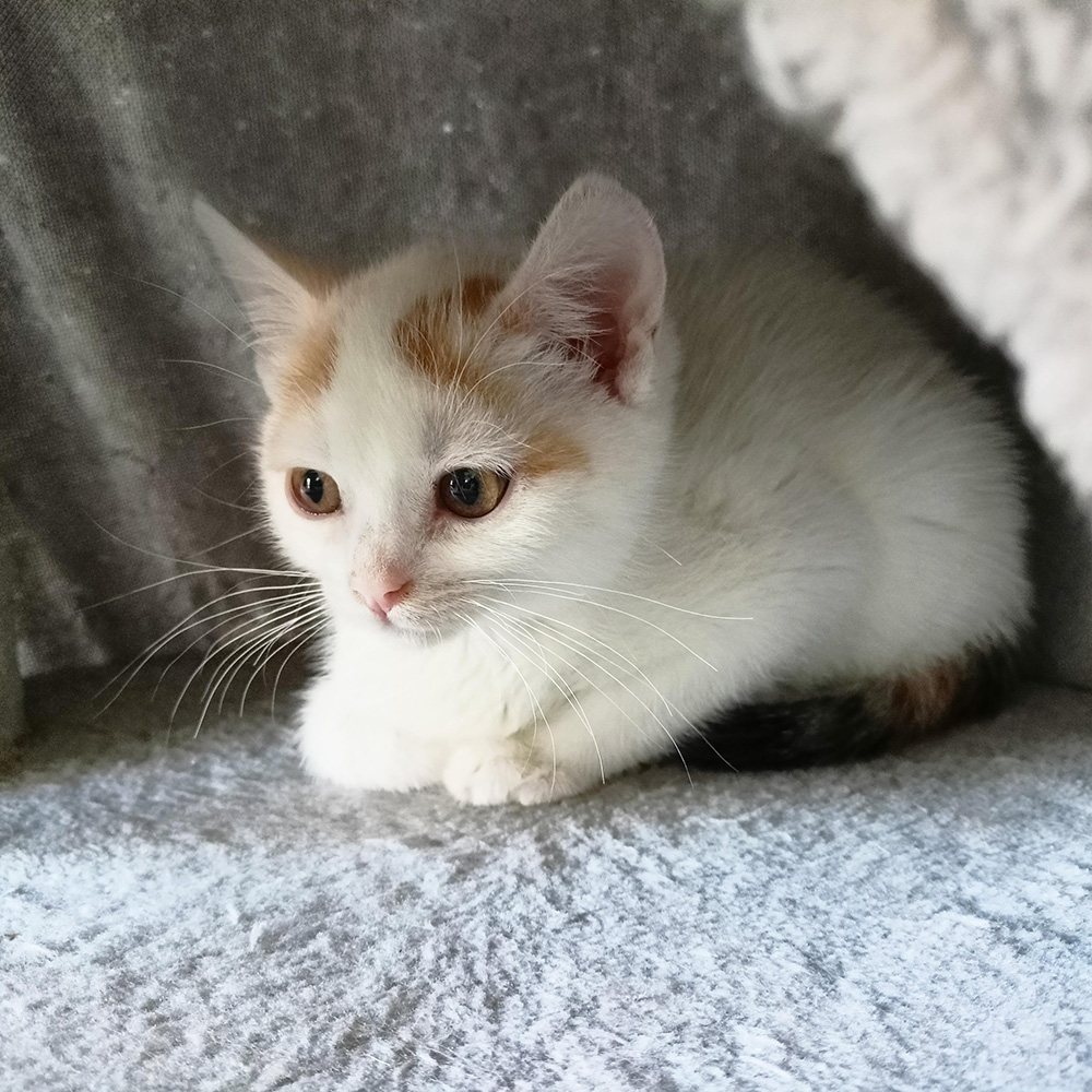 Adoptusie. Orlaya. W domu :)