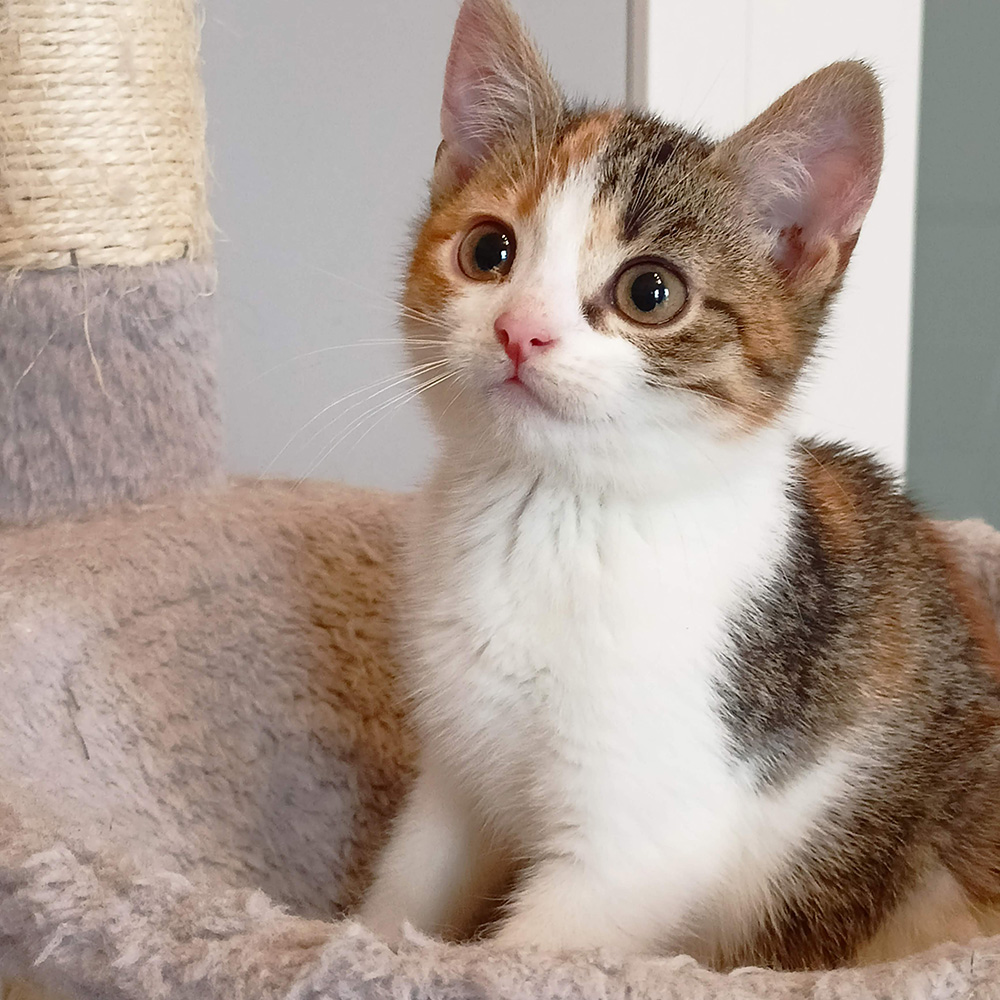 Adoptusie. Jasmine - w domu :)